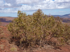 Corymbia hamersleyana