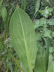 Sagittaria lancifolia image