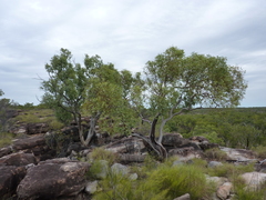 Eucalyptus rupestris