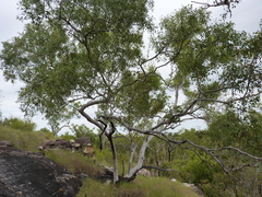 Eucalyptus rupestris