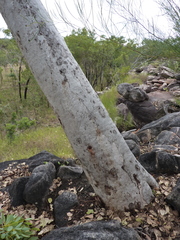Eucalyptus rupestris