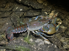 Lacunicambarus polychromatus