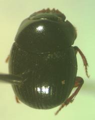 Pseudocanthon perplexus