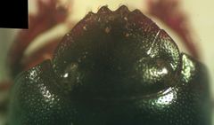 Pseudocanthon perplexus