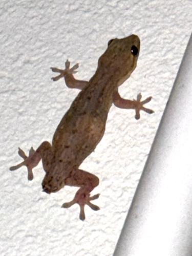 Asian House Gecko