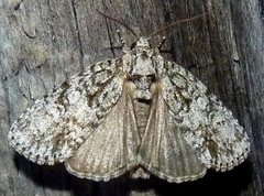 Acronicta retardata