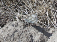 Pontia occidentalis