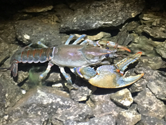 Lacunicambarus polychromatus