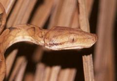 Corallus blombergi