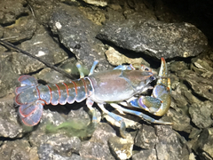 Lacunicambarus polychromatus