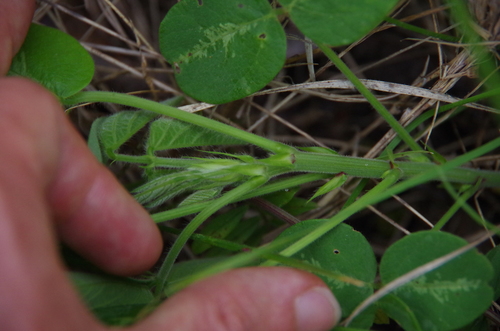 Image of Desmodium tweedyi by (c) Eric Knight, some rights reserved (CC BY)