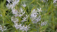 Amsonia ciliata