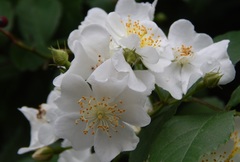 Magnoliopsida