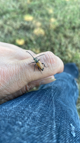 tawny longhorn beetle