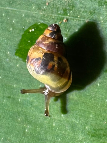 Auriculella observed 2026-06-17