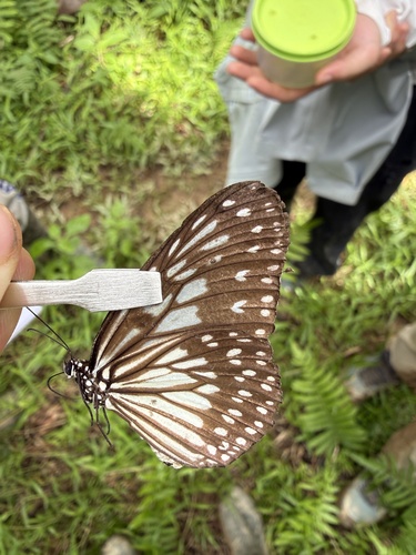 Ideopsis juventa