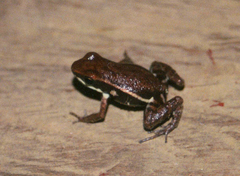 Epipedobates boulengeri