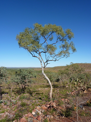 Eucalyptus obconica