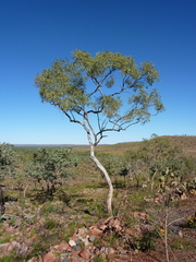 Eucalyptus obconica