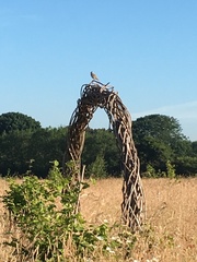 Alauda arvensis arvensis