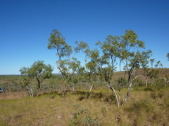Eucalyptus obconica