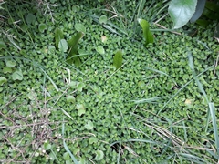 Leptostigma setulosum