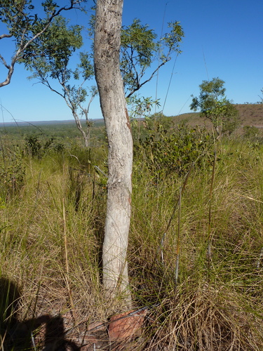 Eucalyptus obconica 2