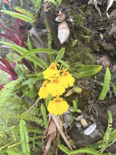 Gomesa varicosa