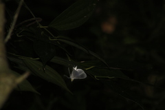 Palpita flegia