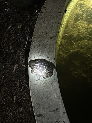 Cururu Toad