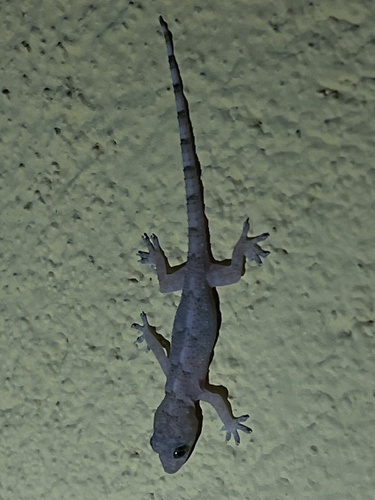 Tropical House Gecko