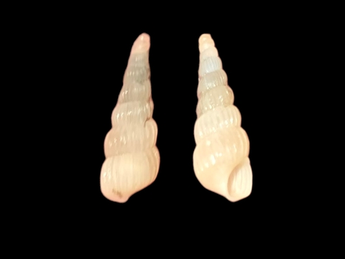 Truncatella guerinii observed 2026-06-18