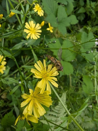 Marmalade Hover Fly