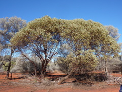 Eucalyptus ewartiana