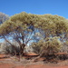 Eucalyptus ewartiana - Photo (c) Dean Nicolle, some rights reserved (CC BY-NC), uploaded by Dean Nicolle