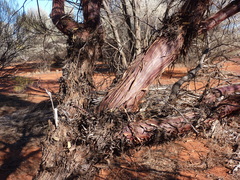 Eucalyptus ewartiana