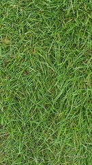 Zoysia pacifica