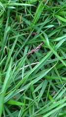 Zoysia pacifica