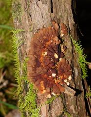 Hypocreopsis amplectens