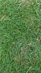 Zoysia pacifica