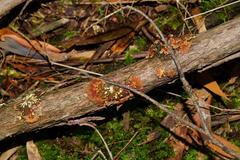 Hypocreopsis amplectens