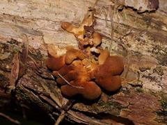 Hypocreopsis amplectens