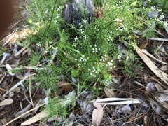 Ptilimnium capillaceum image