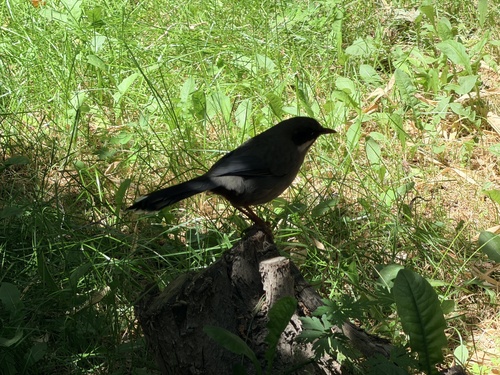 Prince Henry's Laughingthrush