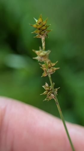 Carex atlantica, 2026-06-17