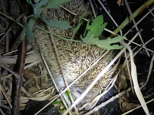 Amur Hedgehog