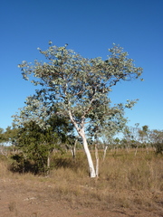Eucalyptus pantoleuca