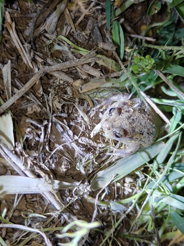 Boreal Digging Frog