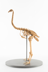 Dinornithiformes