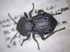 Microschatia inaequalis